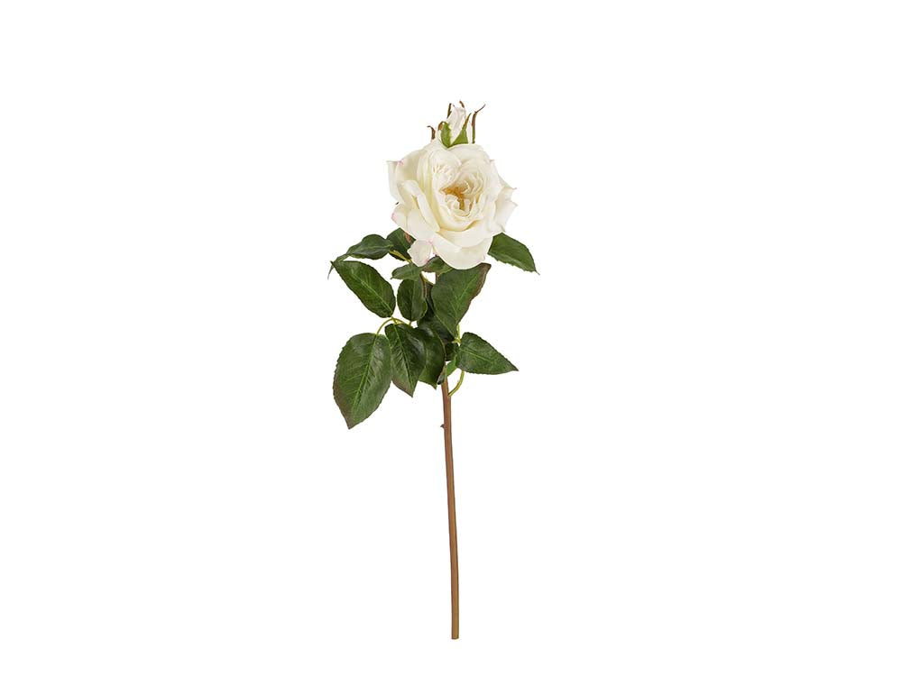 Garden Rose Stem, White Fresh Touch
