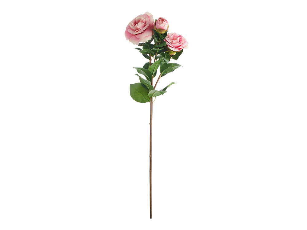 Camellia X3 Blooms Stem, Pink