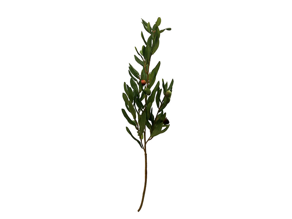 Olive Leaf Stem