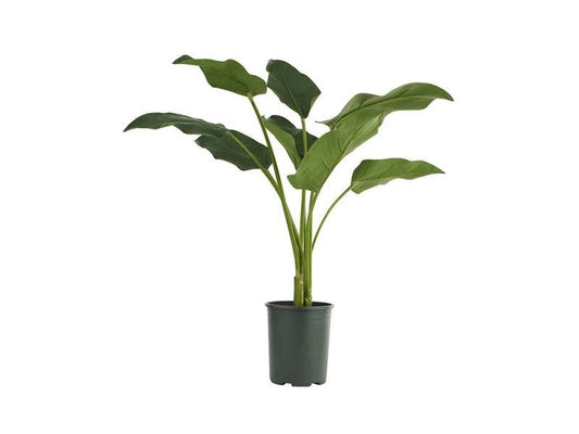 Calla Lily Leaf Pot Plant