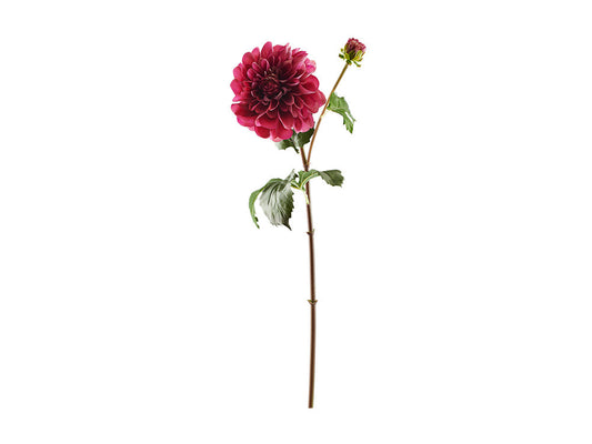 Dahlia Stem, Burgundy Fresh Touch