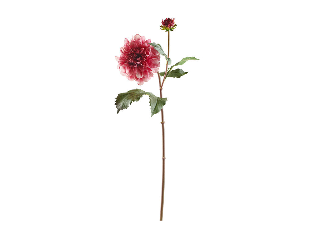 Dahlia Stem, Red Fresh Touch