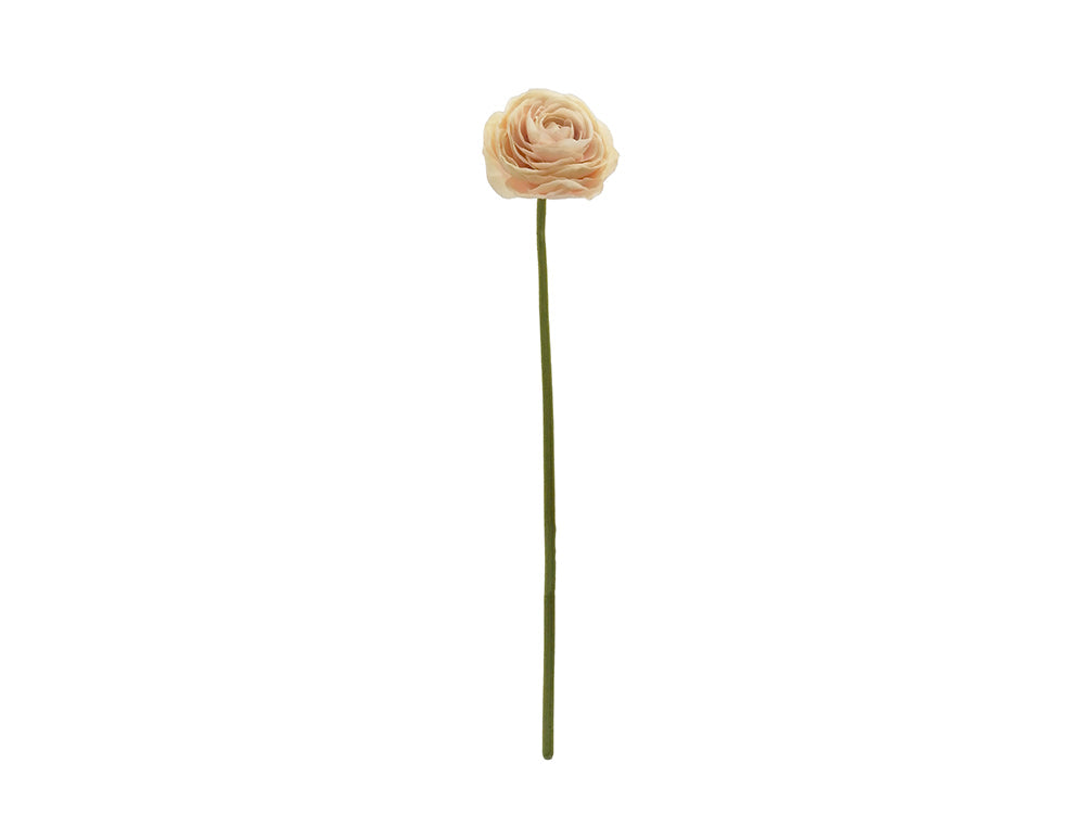 Ranunculus Stem, Nude