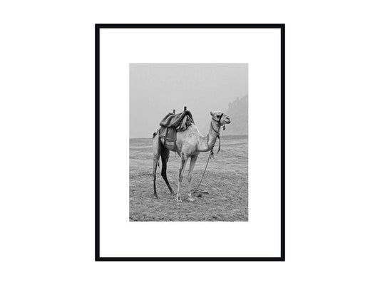 Camel in Desert,60x80cm