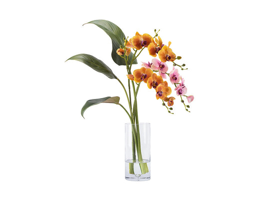 Phalaenopsis Orchid Arrangement