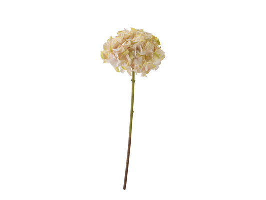 Hydrangea Stem, Nude