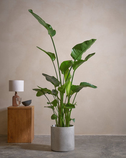 Bird Of Paradise, 150cm, Circle Pot