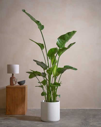 Bird Of Paradise, 150cm, Circle Pot