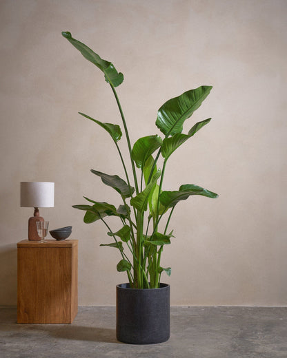 Bird Of Paradise, 150cm, Circle Pot