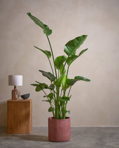 Bird Of Paradise, 150cm, Circle Pot