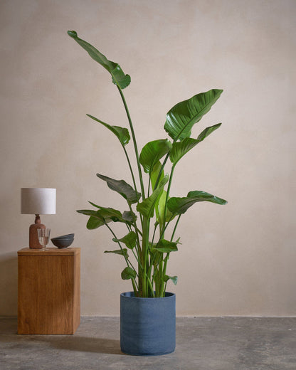 Bird Of Paradise, 150cm, Circle Pot