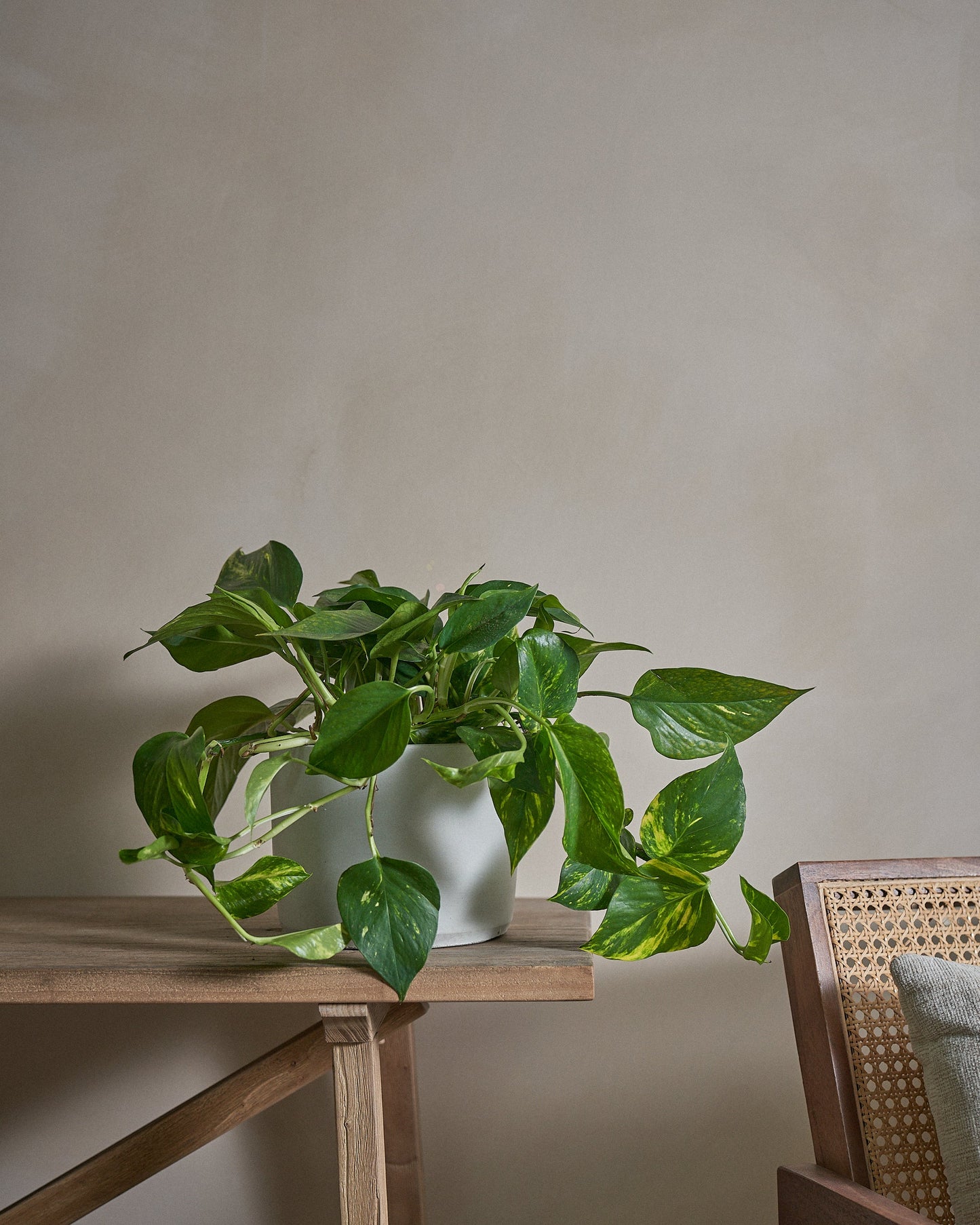 Golden Pothos (Money Plant), 50cm, Circle Pot