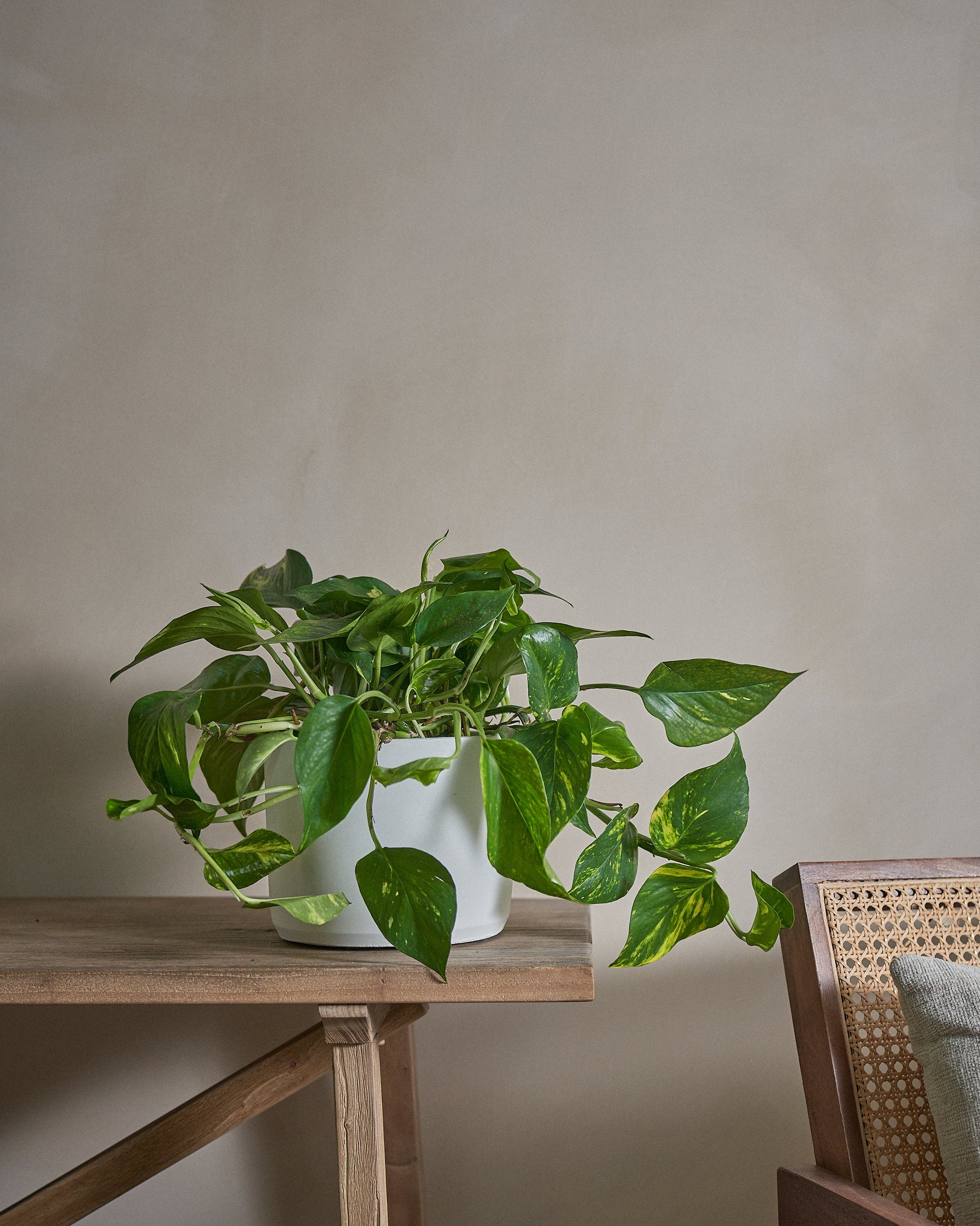 golden pothos money plant Golden Pothos (Money Plant), 50cm, Circle Pot – Indigo Living AE