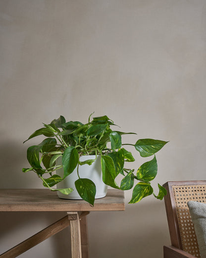 Golden Pothos (Money Plant), 50cm, Circle Pot