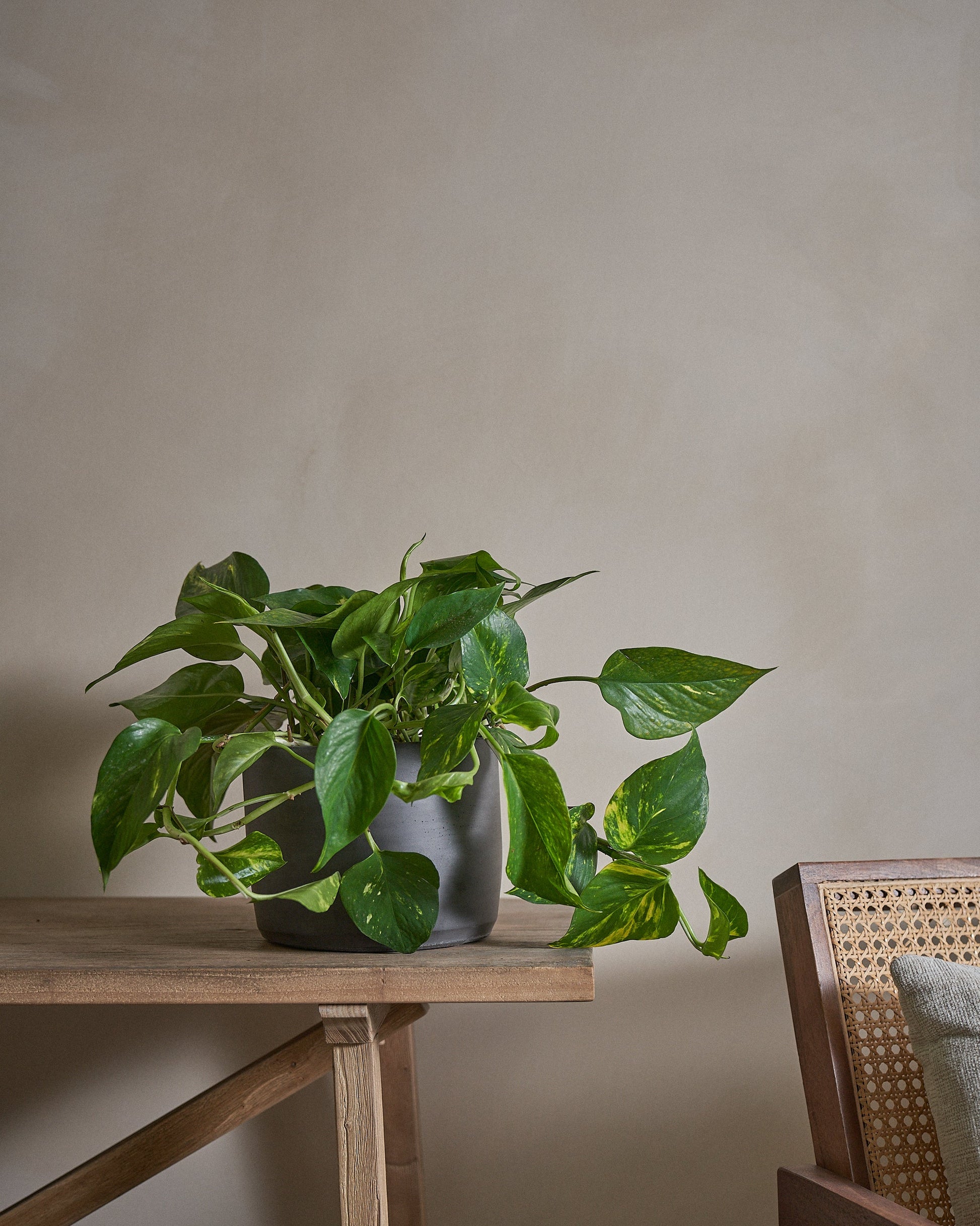 are pothos money plant Golden Pothos (Money Plant), 50cm, Circle Pot – Indigo Living AE