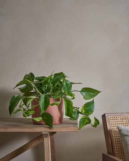 Golden Pothos (Money Plant), 50cm, Circle Pot