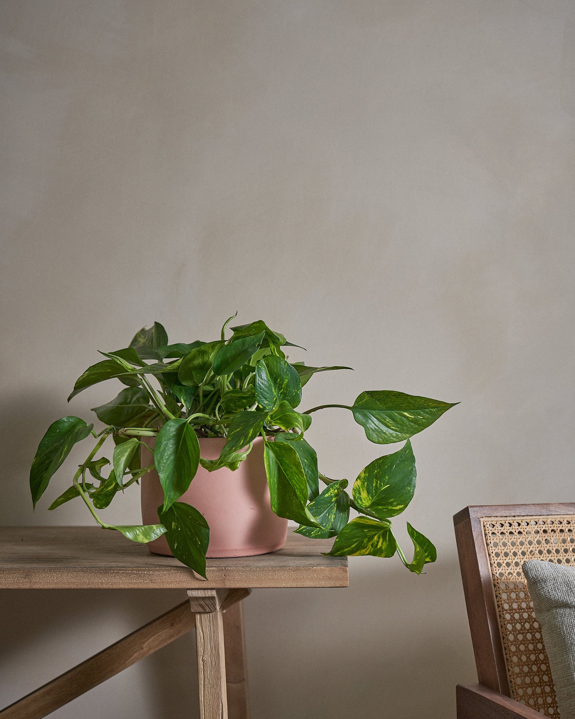 golden pothos or money plant Golden Pothos (Money Plant), 50cm, Circle Pot – Indigo Living AE