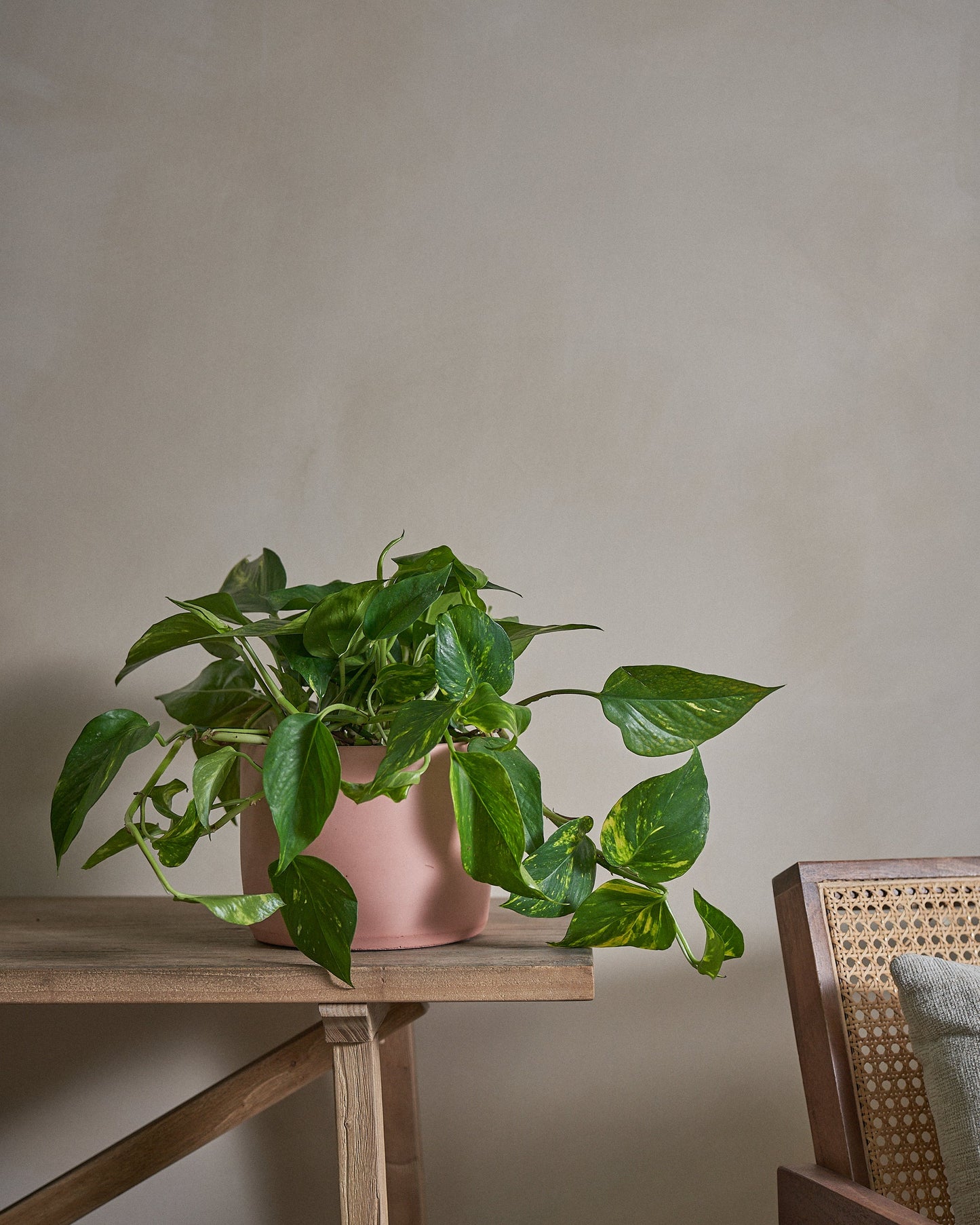 Golden Pothos (Money Plant), 50cm, Circle Pot