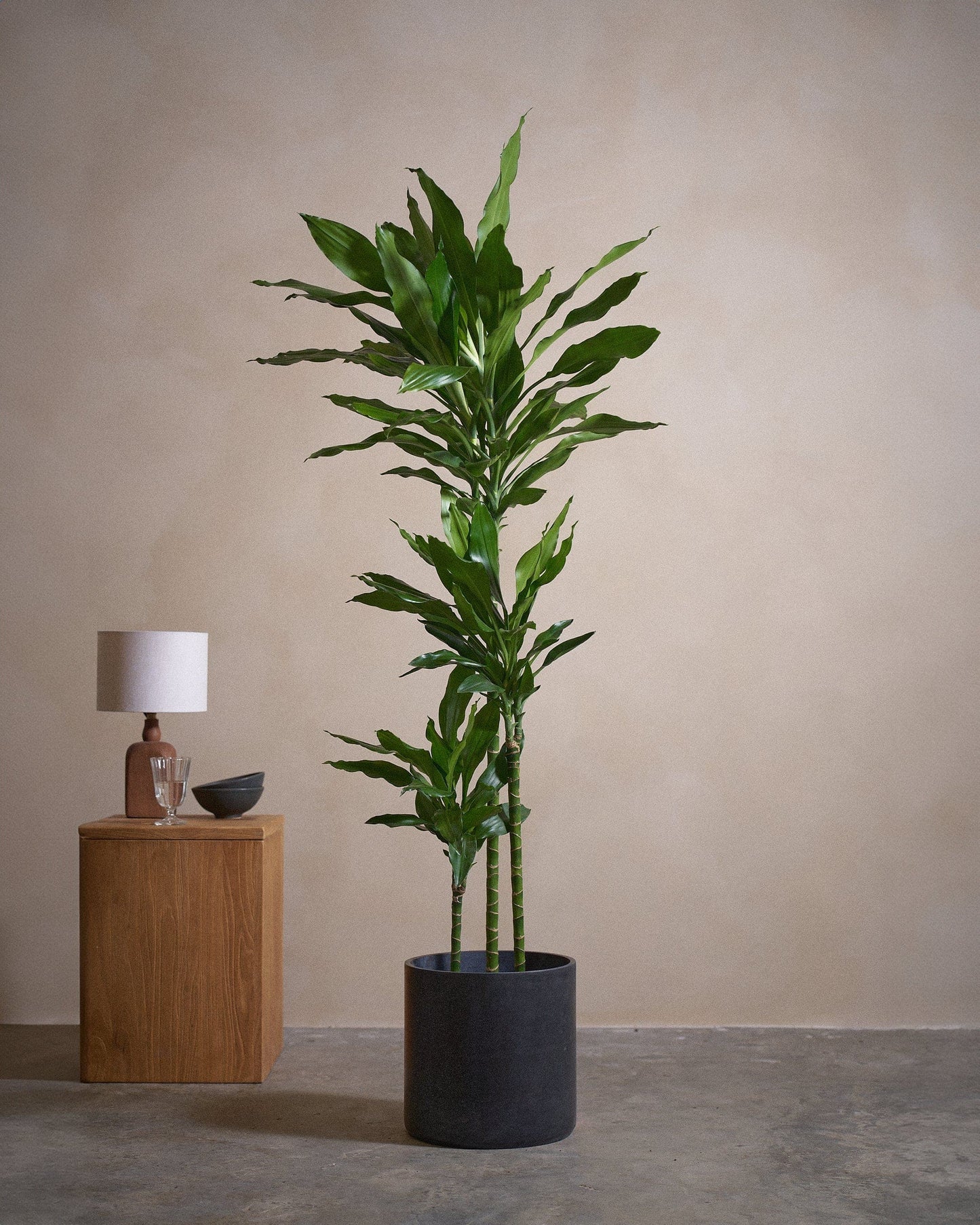 Jade D Tree 160cm C Pot C Blk