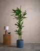 Jade D Tree 160cm C Pot T Blu