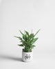 Peace Lily, 40cm, Naskh Pot, White