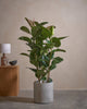 Rub Tree 120cm C Pot C-Grey