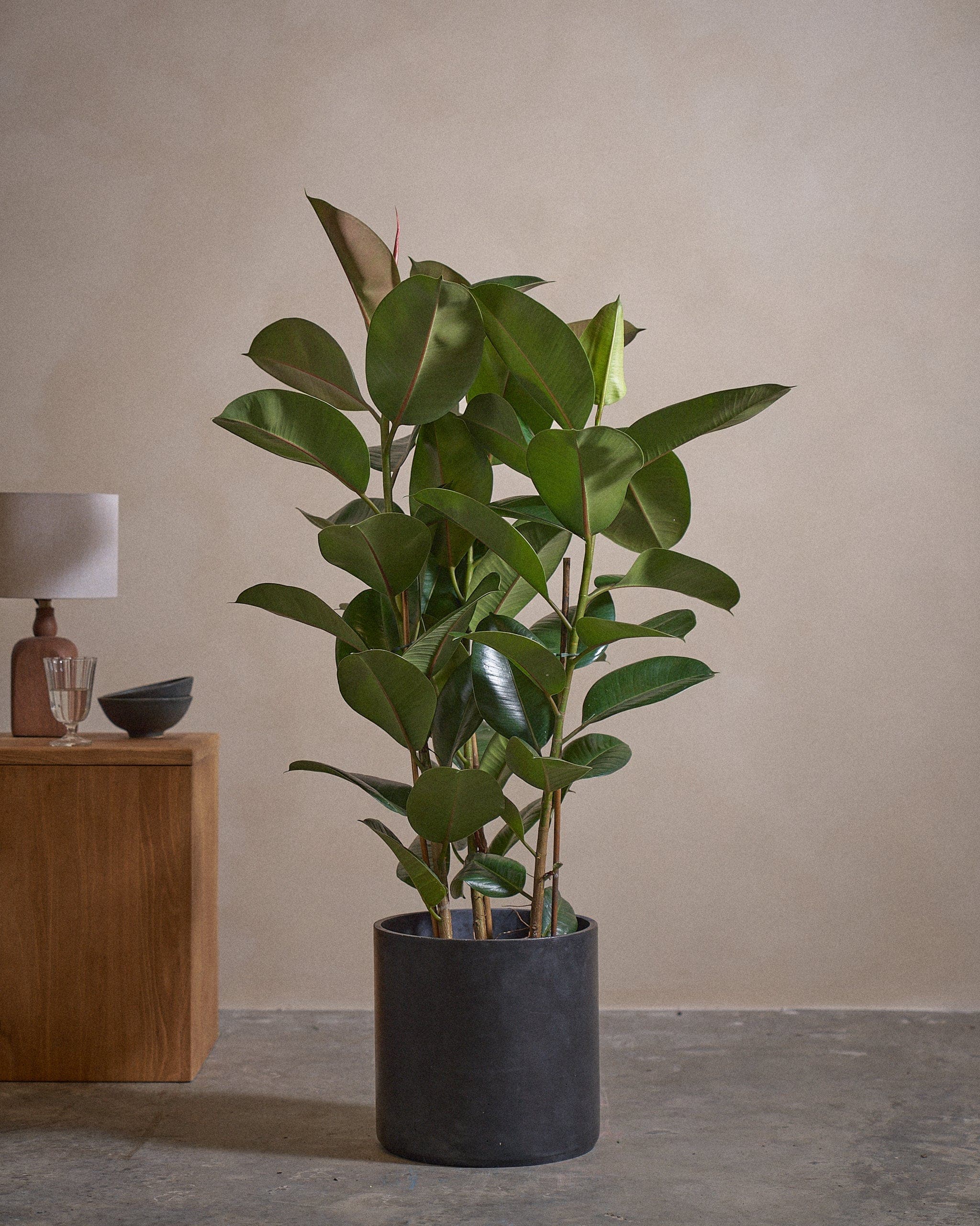 Rub Tree 120cm C Pot C Blk Indigo Living AE