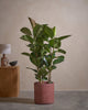 Rub Tree 120cm C Pot C-Red