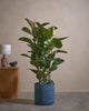 Rub Tree 120cm C Pot T Blu