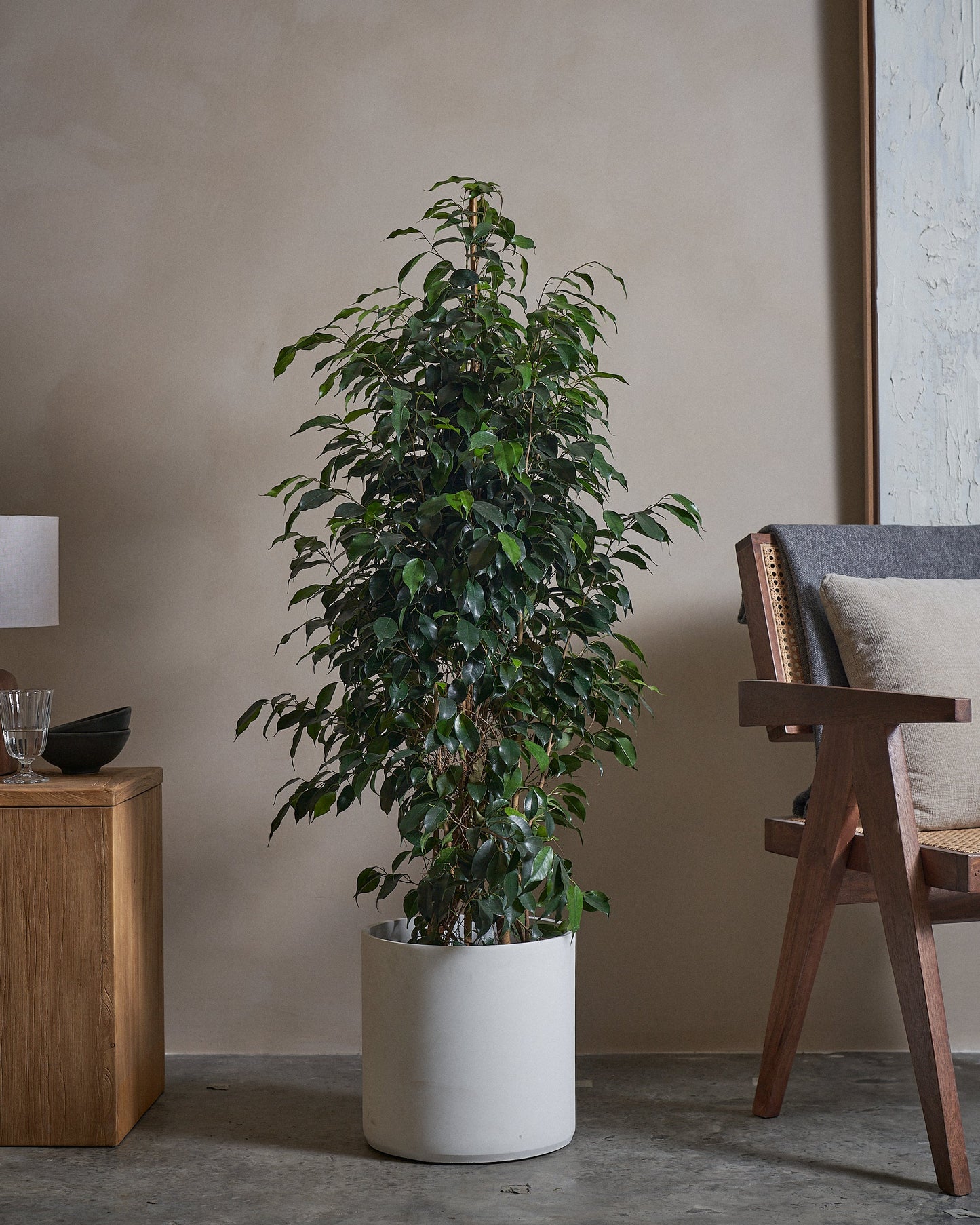 TD Tree 130cm C Pot Chk wh