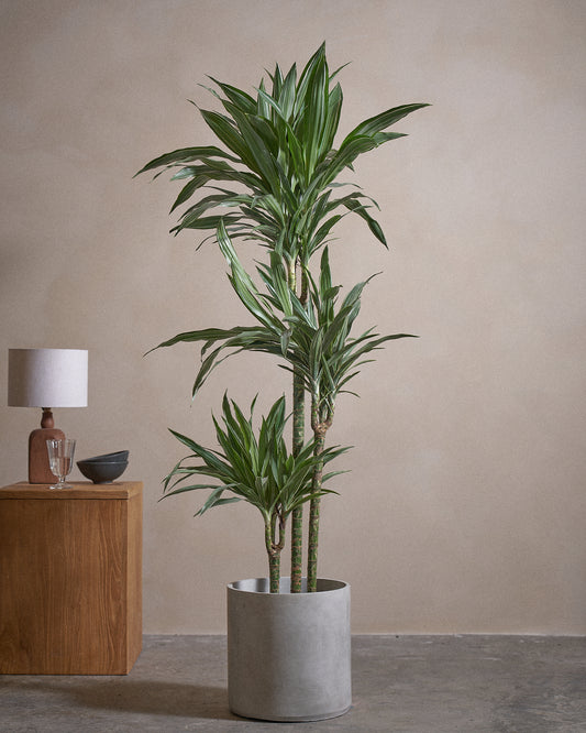 WHI-S Tree 150cm C Pot C-Grey