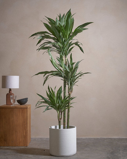 WHI-S Tree 150cm C Pot Chk wh