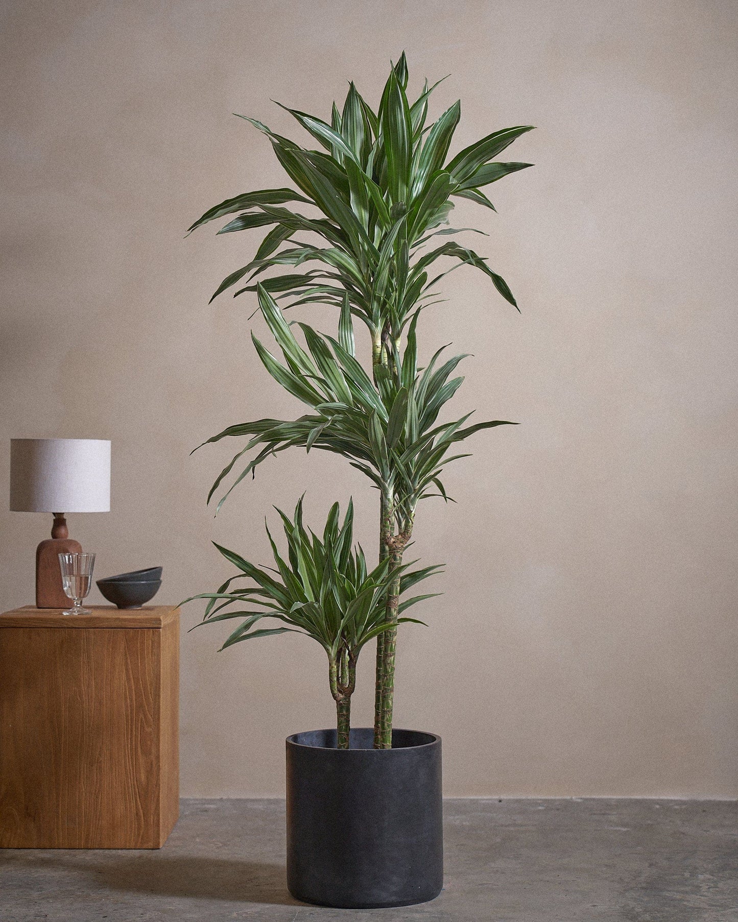 WHI-S D Tree 120cm C Pot C Blk