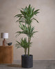 WHI-S D Tree 150cm C Pot C Blk