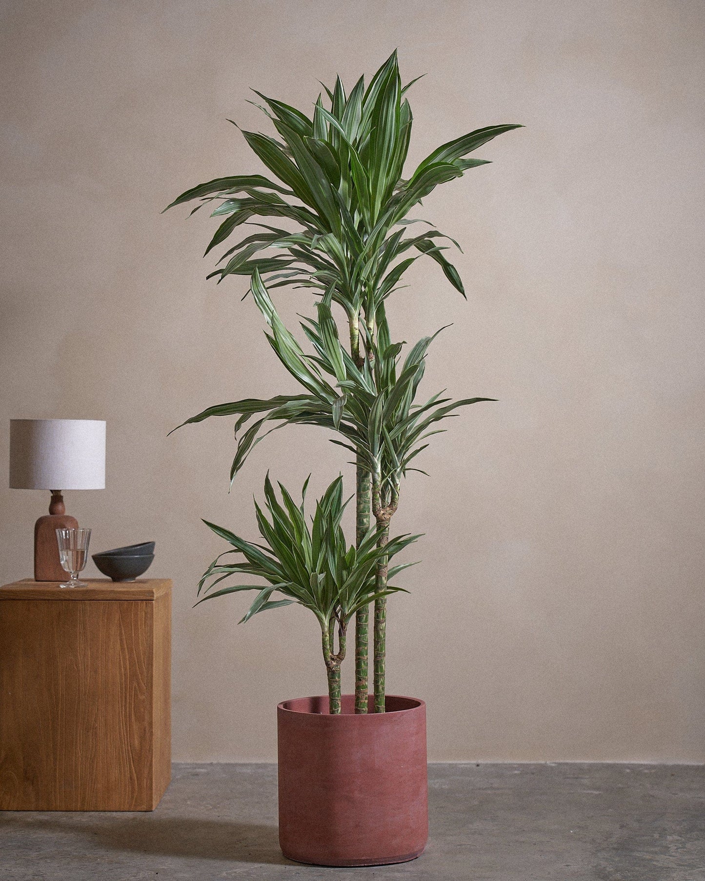 WHI-S D Tree 150cm C Pot C-Red