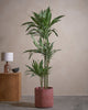 WHI-S D Tree 120cm C Pot C-Red