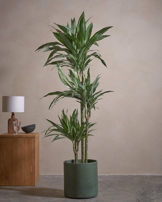 WHI-S Tree 150cm C Pot Ol Gre