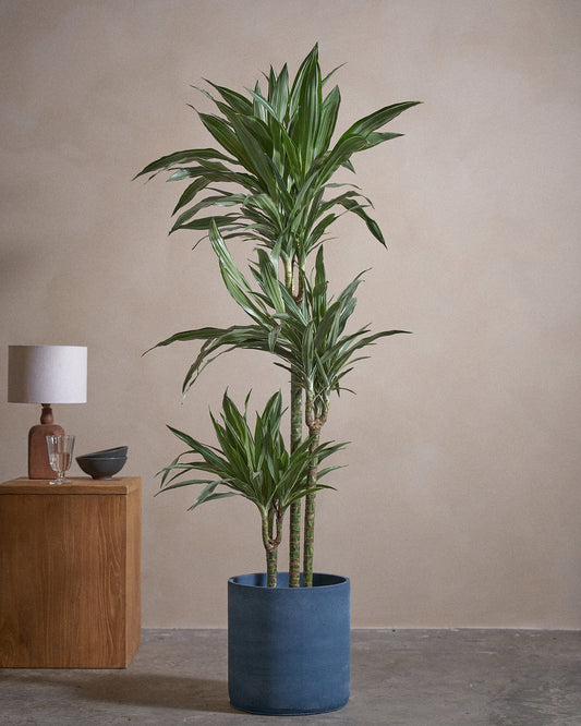 WHI-S D Tree 120cm C Pot T Blu