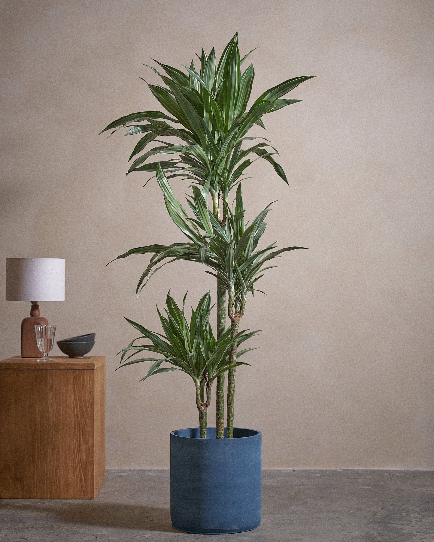 WHI-S D Tree 150cm C Pot T Blu