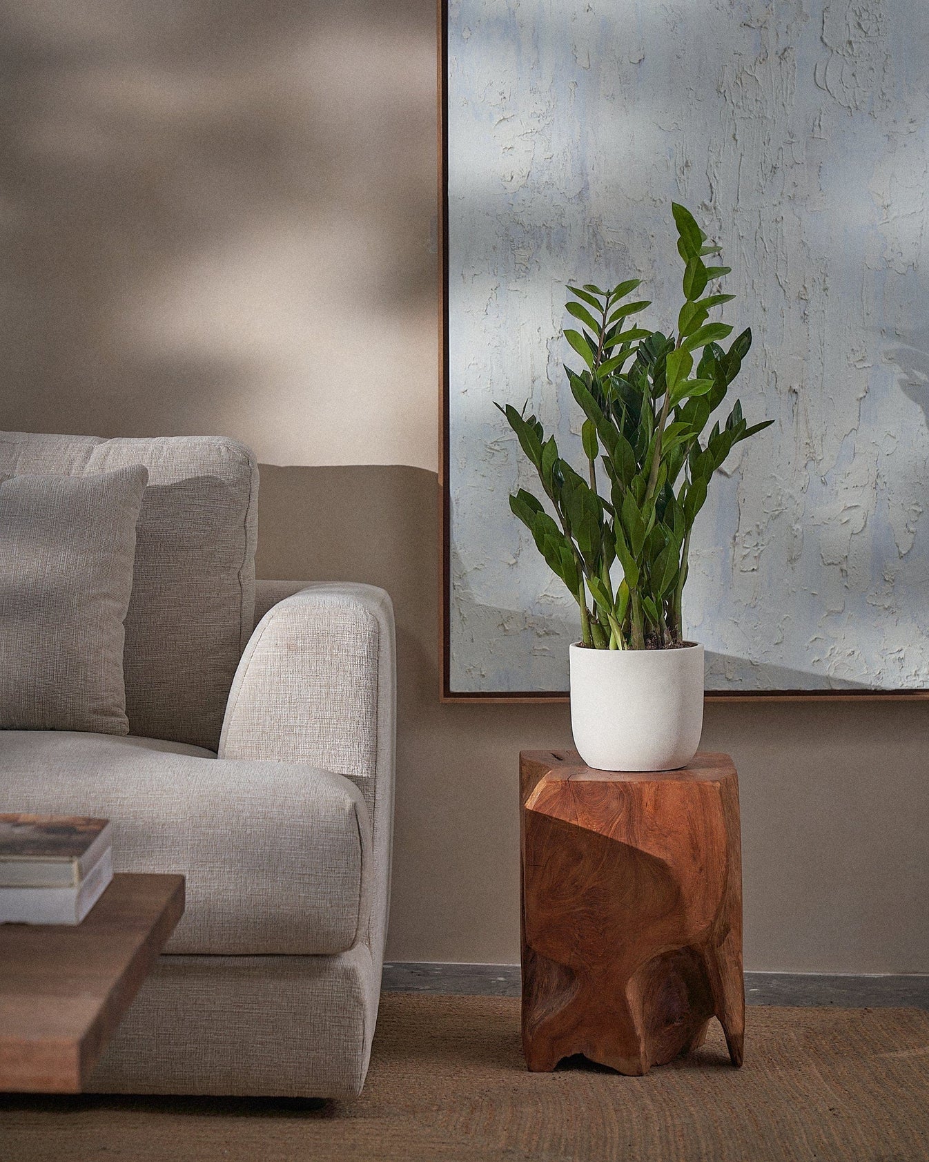 ZZ Plant, 60cm, Round Pot, Chalk White Indigo Living AE